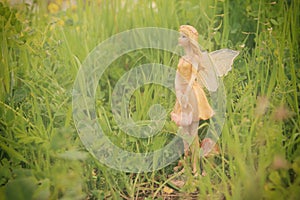 image of magical little fairy in the forest.