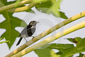 Image of magpie perched on tree branch. in forest