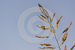 Wild but Alone photo