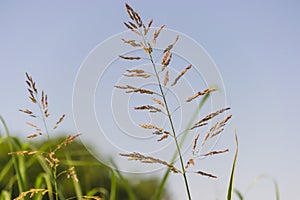 Wild but Alone photo