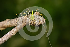 Image of Malagasy green lynx spider Peucetia madagascariensis