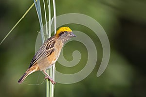 Image of male baya weaver nesting on nature background. Bird. Animals