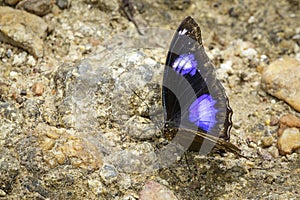 Image of Male Danaid Eggfly Butterfly on nature background.