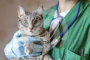 Image of male doctor veterinarian with stethoscope is holding cute grey cat on hands at vet clinic