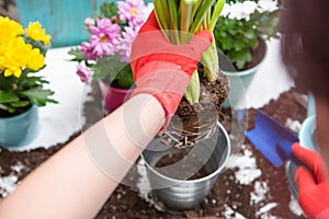 Image of man`s hands in red gloves transplanting flower
