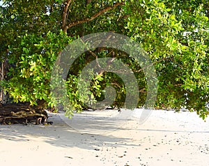 Mangrove Tree on White Sandy Beach, Andaman Islands, India photo