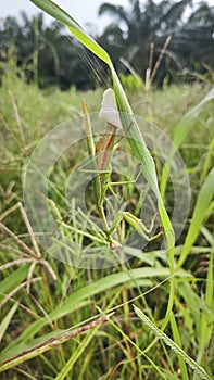 Mantis religiosa laying eggs into foamy egg case on the cogongrass long leaves. photo