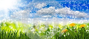 Image of many flowers in the grass against the sky background close up