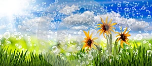Image of many flowers in the grass against the sky background close-up