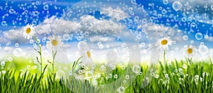 Image of many flowers in the grass against the sky background closeup