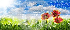 Image of many flowers in the grass against the sky background closeup