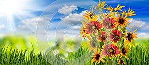 Image of many flowers in the grass against the sky background closeup