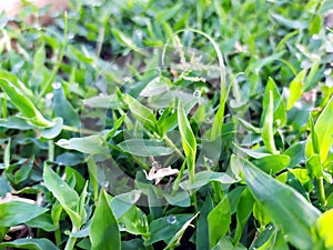 Many rain drops on small green leafs