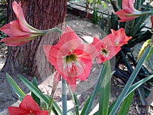 This is the image of many  red flower buds with green leafs