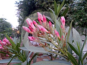 This is the image of many small red flower buds with green leafs