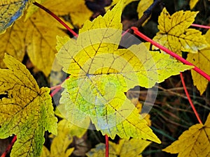 An image of maple greenish yellow autumn leaves photo