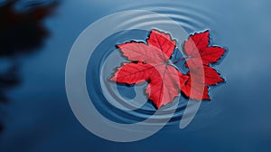 image maple leaf fall colors