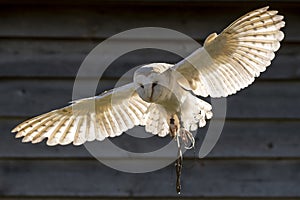 Barn owl in flight backlit with strong sunlight