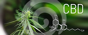 Image medicinal cannabis with extract oil of the formula CBD cannabinol, cannabidiol. Growing marijuana, hemp antioxidant products