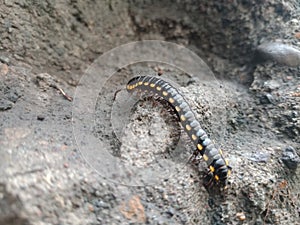 image of a millipede insect also called harpaphe haydeniana which is pitch black with yellow spots crawling on a cement wall