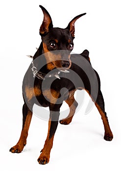 Image of miniature pinscher