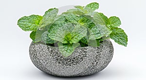 An image of mint in a stone bowl set against a white background