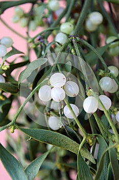 image of mistletoe branches with berries