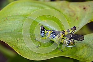 Image of monkey grasshopper Erianthus serratus