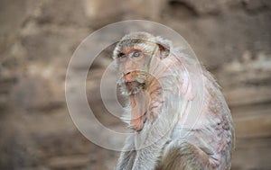 Image of a monkey macaca fascicularis,Long-tailed macaque, Crab