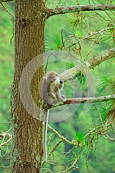 Image of a monkey on a tree in SIpiso - Piso, Tongging, North Sumatra, Indonesia