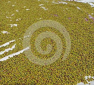 Image of Moong bean in India