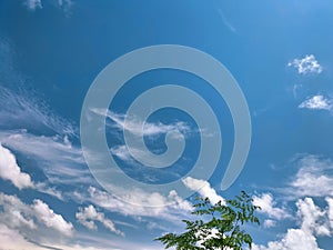 image of moringa tree with blue sky background