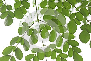 Image of Moringa tree leaves and branches