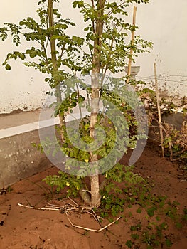 Image of the Moringa tree, a tree used for the sugar of