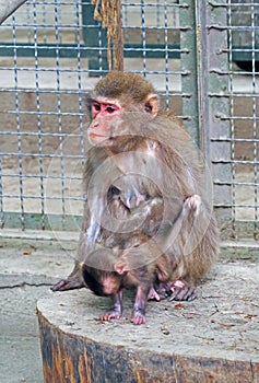 Image of mother monkey and baby monkey