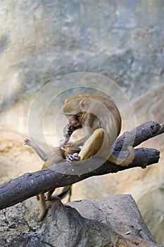 Image of mother monkey and baby monkey sitting.