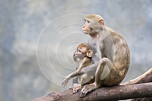 Image of mother monkey and baby monkey sitting.
