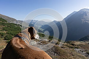 Walking with a dog at the beautiful Austrian Alps, Hintertux Glacier photo