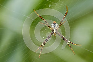 Image of multi-coloured argiope spider.