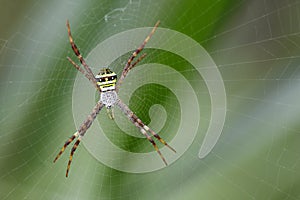 Image of multi-coloured argiope spider.