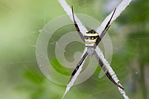 Image of multi-coloured argiope spider.