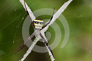 Image of multi-coloured argiope spider.