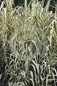 Image of multiple Striped giant reed plants