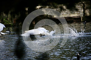 Mute swan taking off