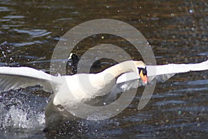 Mute swan taking off