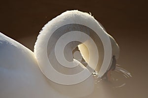A mute swan drinking from the river