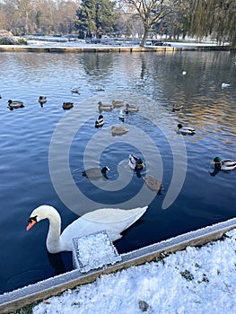 Mute swan and ducks on a lake surrounded by snow