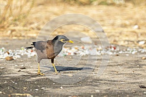 Image of mynas bird on nature background. Animal