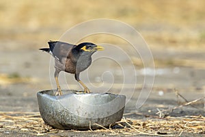 Image of mynas bird on nature background. Animal