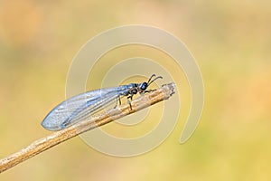 Image of myrmeleon formicarius perched on a branch on nature background. Antlion. Insect